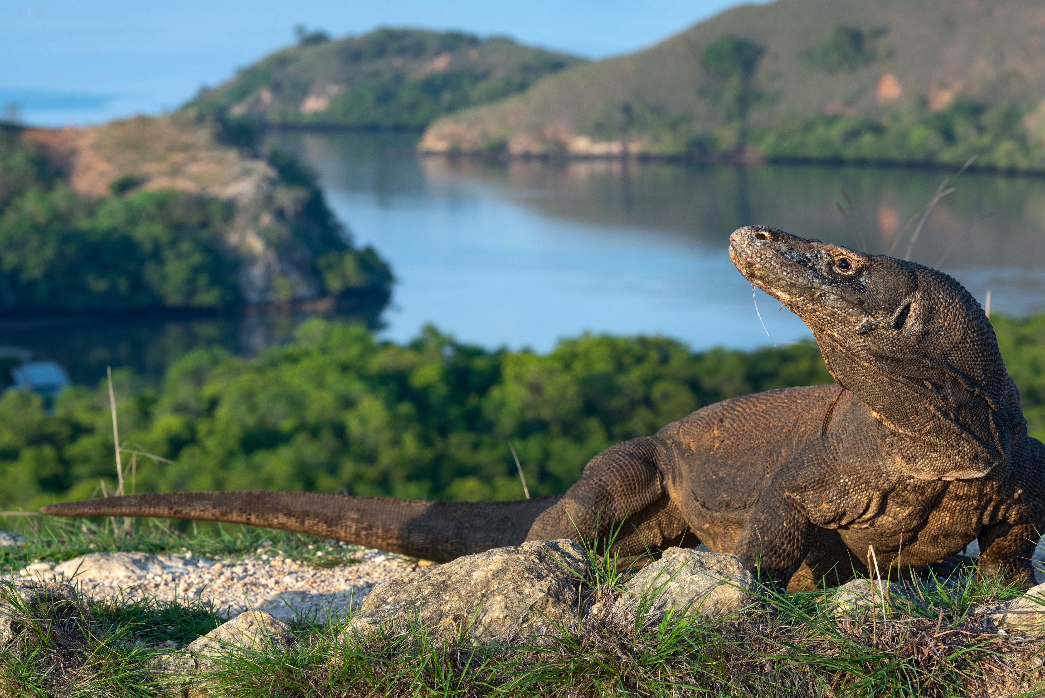 Best Time to Visit Komodo National Park
